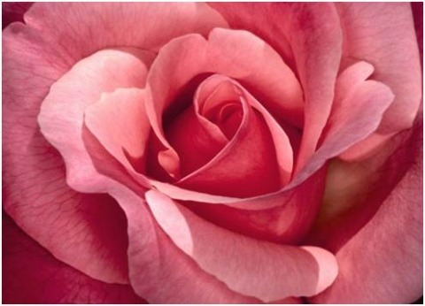 Rosa (Rosaceae)